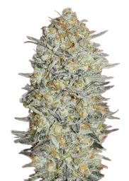Gelato #33