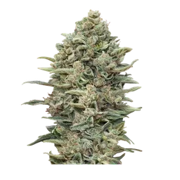 Gelato #33 FAST