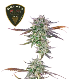Gelato 41 BX