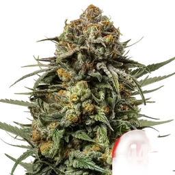 Gelato 44