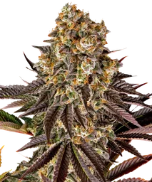 Gelato #45