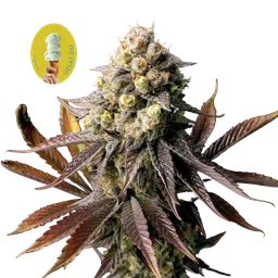 Gelat.OG