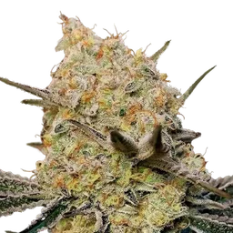 Gelato Mint