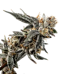 Gelato Punch