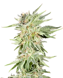 Gelato Sundae