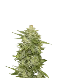 GG-48