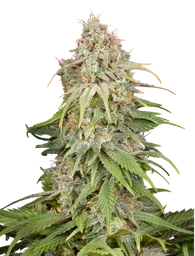 GH Amnesia
