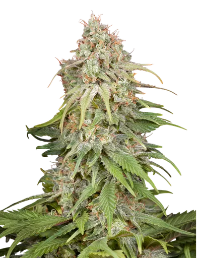 GH Amnesia