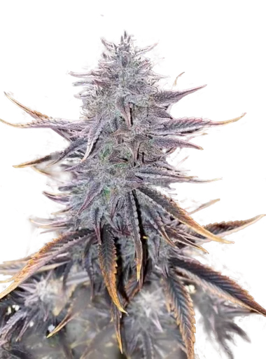 Ghost Toof Auto