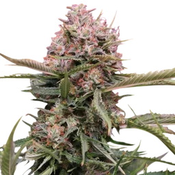 Gigabud Auto