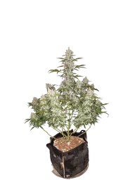 Girl Scout Cookies Auto