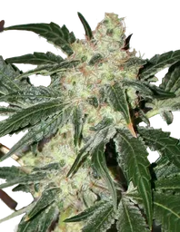 Acid