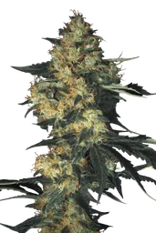Acid