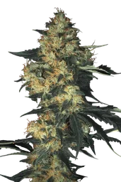 Acid