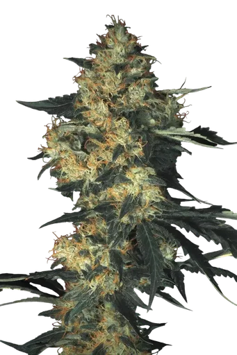 Acid