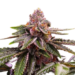 Girl Scout Cookies
