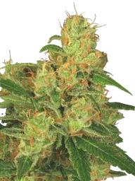 Acid Auto