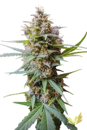 Acid Auto