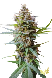Acid Auto