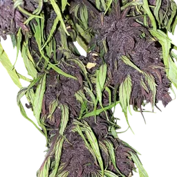 Glu CBD Auto