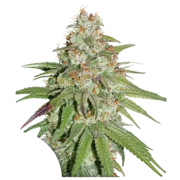 Glueberry O.G.