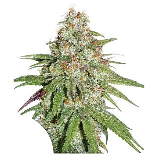 Glueberry O.G.