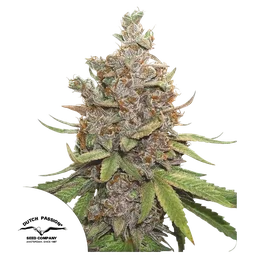Glueberry O.G. Auto