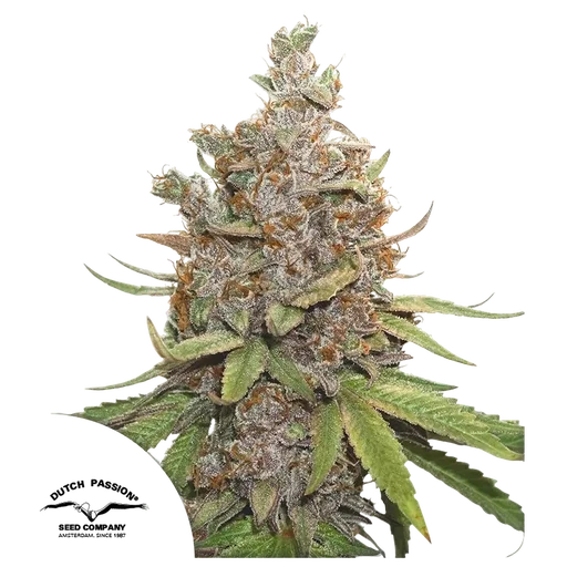 Glueberry O.G. Auto