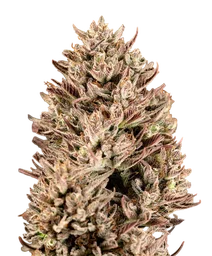 GMO Auto