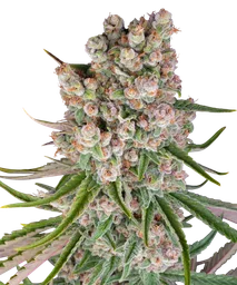 GMO Auto