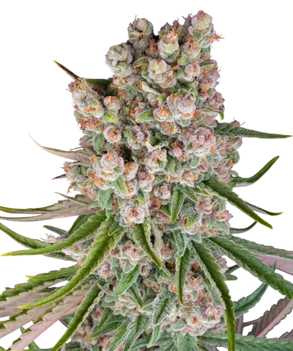 GMO Auto