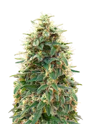 00 Cheese Auto