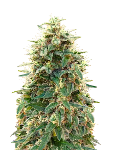 00 Cheese