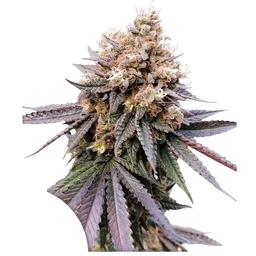 GMO FAST