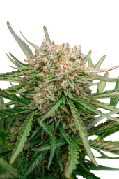 GMO OG Auto
