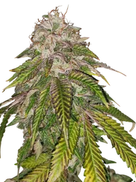 GMO Rainbowz