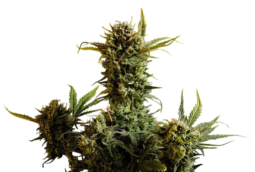 Gnomo Auto