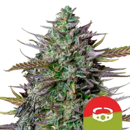 GOATlato Auto