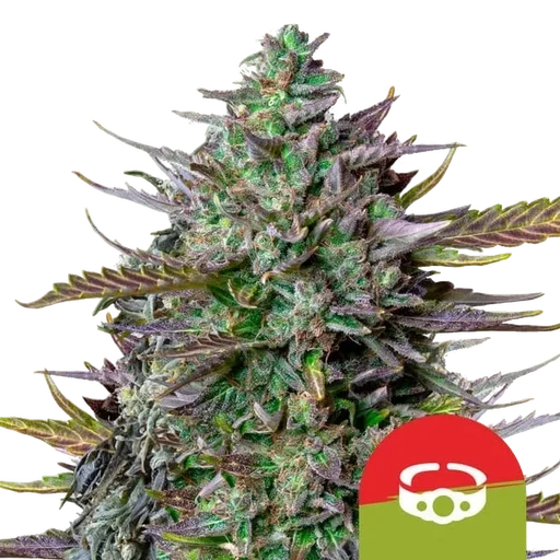 GOATlato Auto