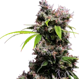Golden Pineapple S1