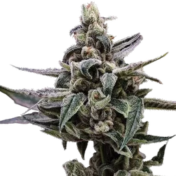 Affie OG