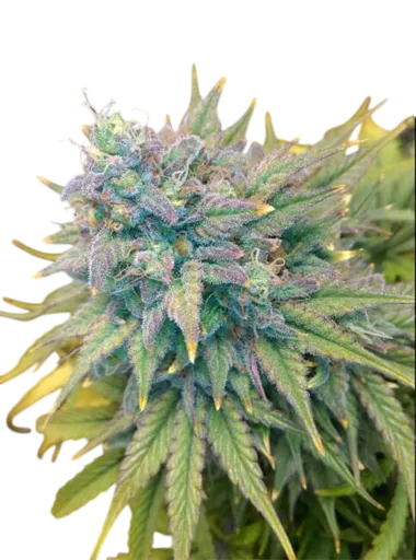 Gold Glue Auto