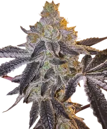 Gopher Glue FAST