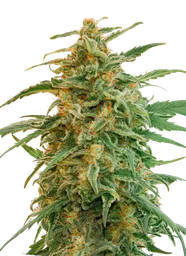 Gorilla Auto