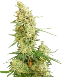 Gorilla Banana