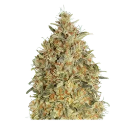 Gorilla Blue Auto