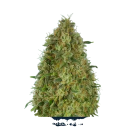 Gorilla Blue