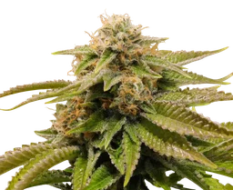 Gorilla Breath