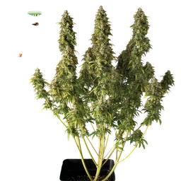 Gorilla Candy Auto