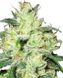 Gorilla Cheese